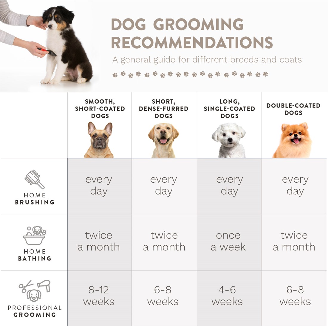 HuffHuffHuff2's tweet photo. Having a hard time remembering how often your dog should be groomed? Here's a chart with recommendations to help! 

#dogs #pets #doggroomed #doggrooming #pethygiene #happypet #healthypet #groomingschedule https://t.co/HpmnCkTdlm