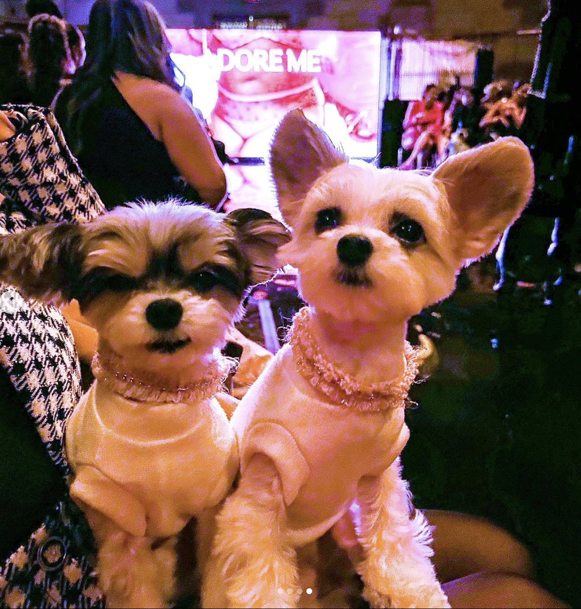 WeAreBluPrintPR's tweet photo. NYFW Night 1: @TINKERBELLEadog and #bellethedog spotted at the @adoreme Fall/Winter 2023 Show. #TinkerbelleTheDog #AdoreMe #fallwinter #fallwintercollection #nyfw #newyorkfashionweek #mayhementertainmentpr https://t.co/UqgrDAEi4n