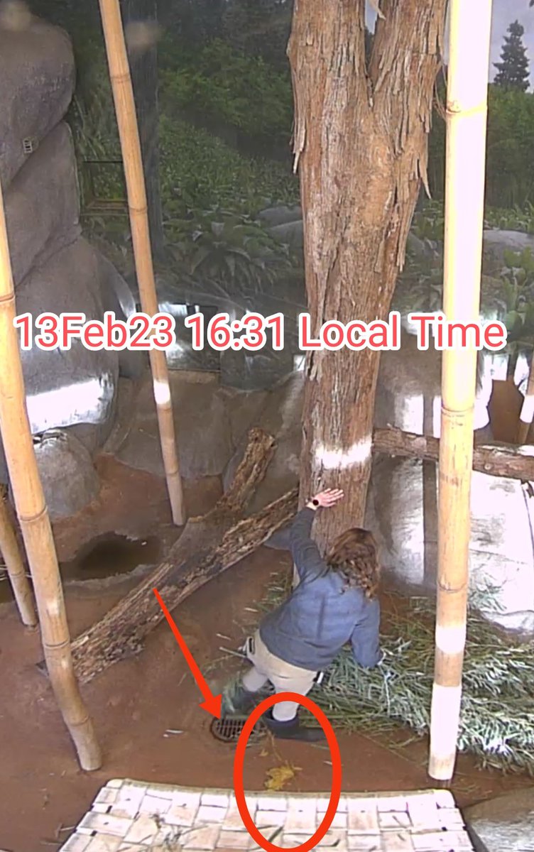 YaYaLeLe12's tweet photo. YaYa had loose stools again Will she be able to return to China? Don't let her have the same ending as LeLe. Don't rent another panda to the Memphis Zoo.
@zoos_aquariums @waza @USDA_APHIS @MercyForAnimals @NWF @panda_fr @PandaVoicesOrg @MoveTheWorldUS @ChinaRealTime @ftchina https://t.co/GMI8mj0Hoi