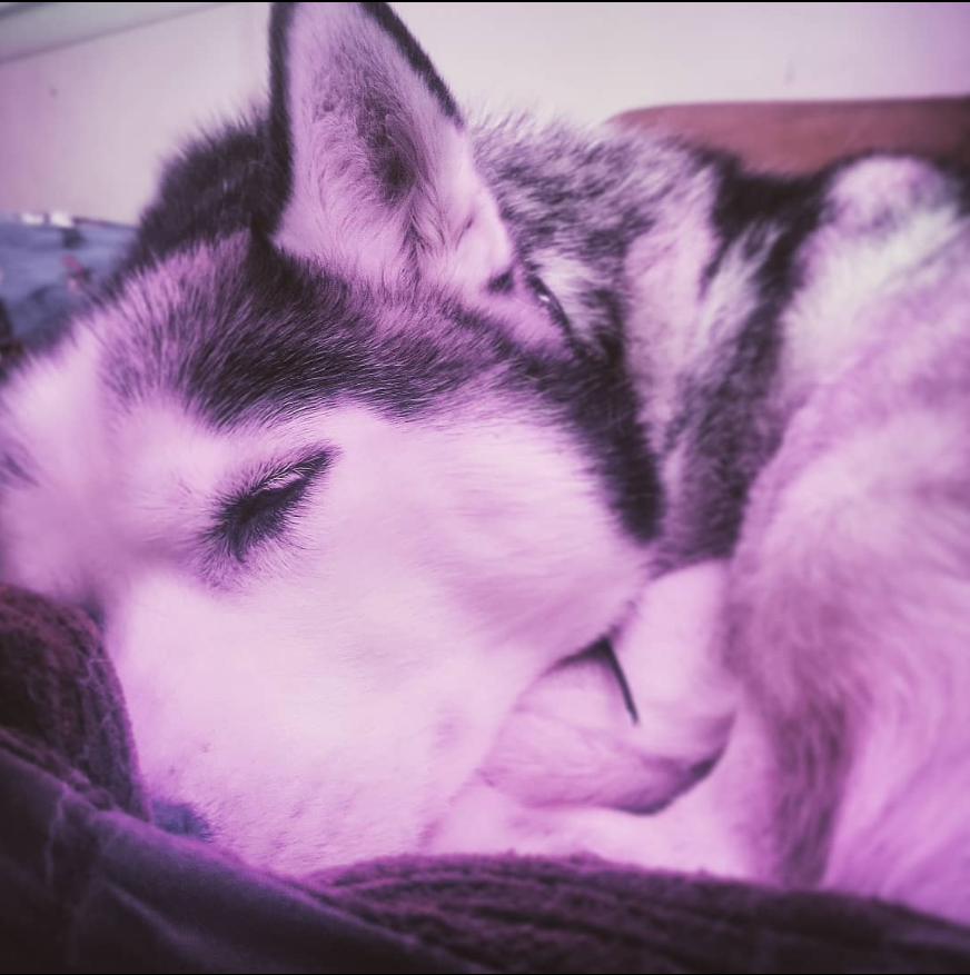 realPNGuin's tweet photo. the sweetest, prettiest, and most loyal girl to ever live. I'd do anything to have you back Kaiya. I love you and I miss you so damn much. rest in peace; sweet dreams baby girl. https://t.co/HfjumqujHO