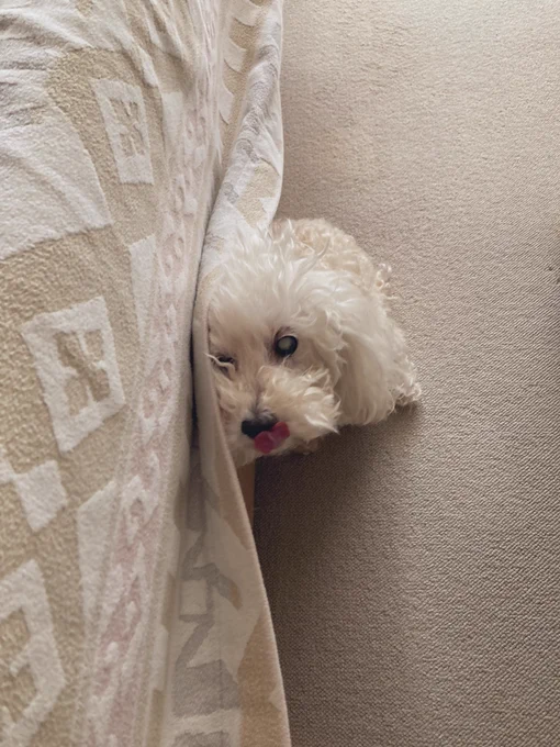 かわいいあさのいぬ荒れてる 