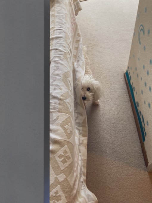 かわいいあさのいぬ荒れてる 