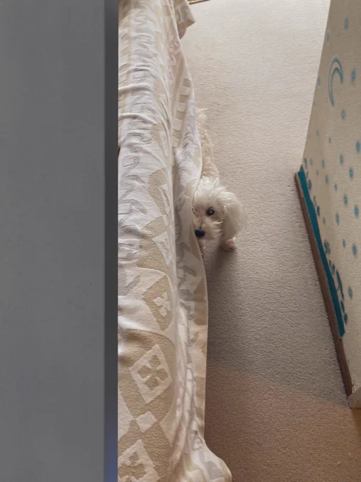 かわいいあさのいぬ荒れてる 