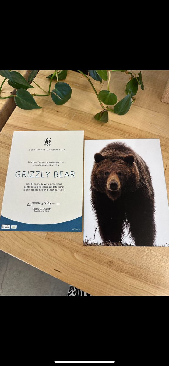 I’m naming him grizz, I think he’s got rizz

one lucky grizzlython winner will get to be his godparent

solana.com/grizzlython