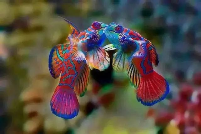 b_shirong's tweet photo. 铭记:每天都是一年中最美好的日子。
Remember: Every day is the best day of the year.
#Nature
#Animal
#Fisf https://t.co/grKSKWmD20