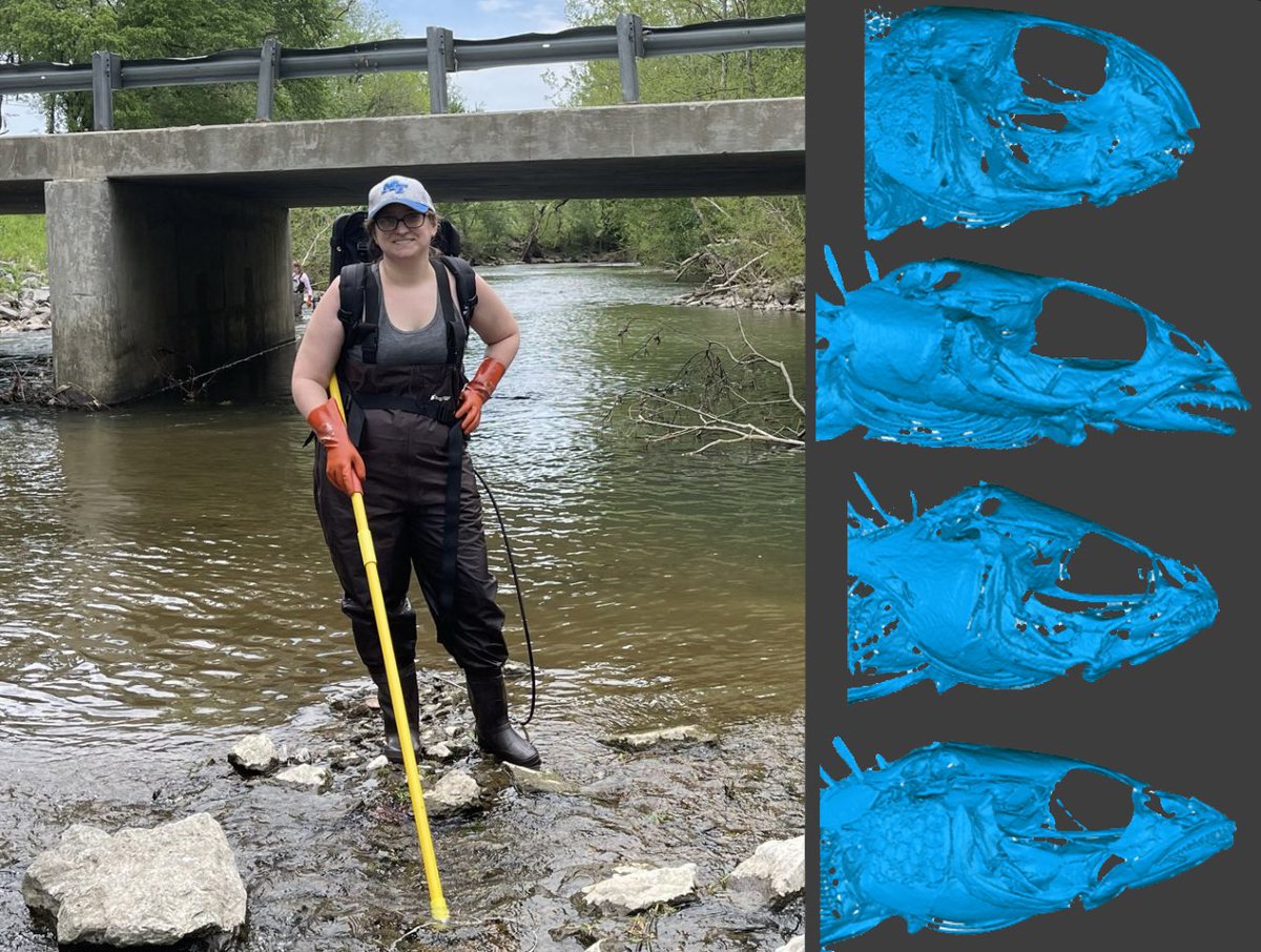mtsu_biology's tweet photo. Please join us for the #MOBI seminar series this week, featuring Dr. Jessica Arbour, Assistant Professor @MTSU. Feb 16, 11:20 AM, SCI 1191.

Title: All the world’s a stage: testing macroevolutionary hierarchies in trait evolution using Percidae

#MTSUsciences @fountainscholar https://t.co/3eboIvKidq