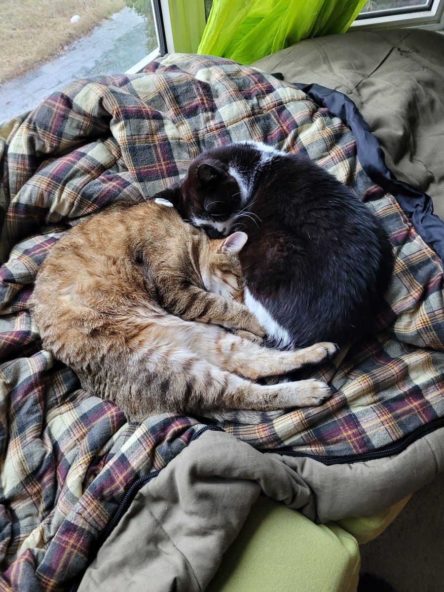 DistractedElf on Twitter: