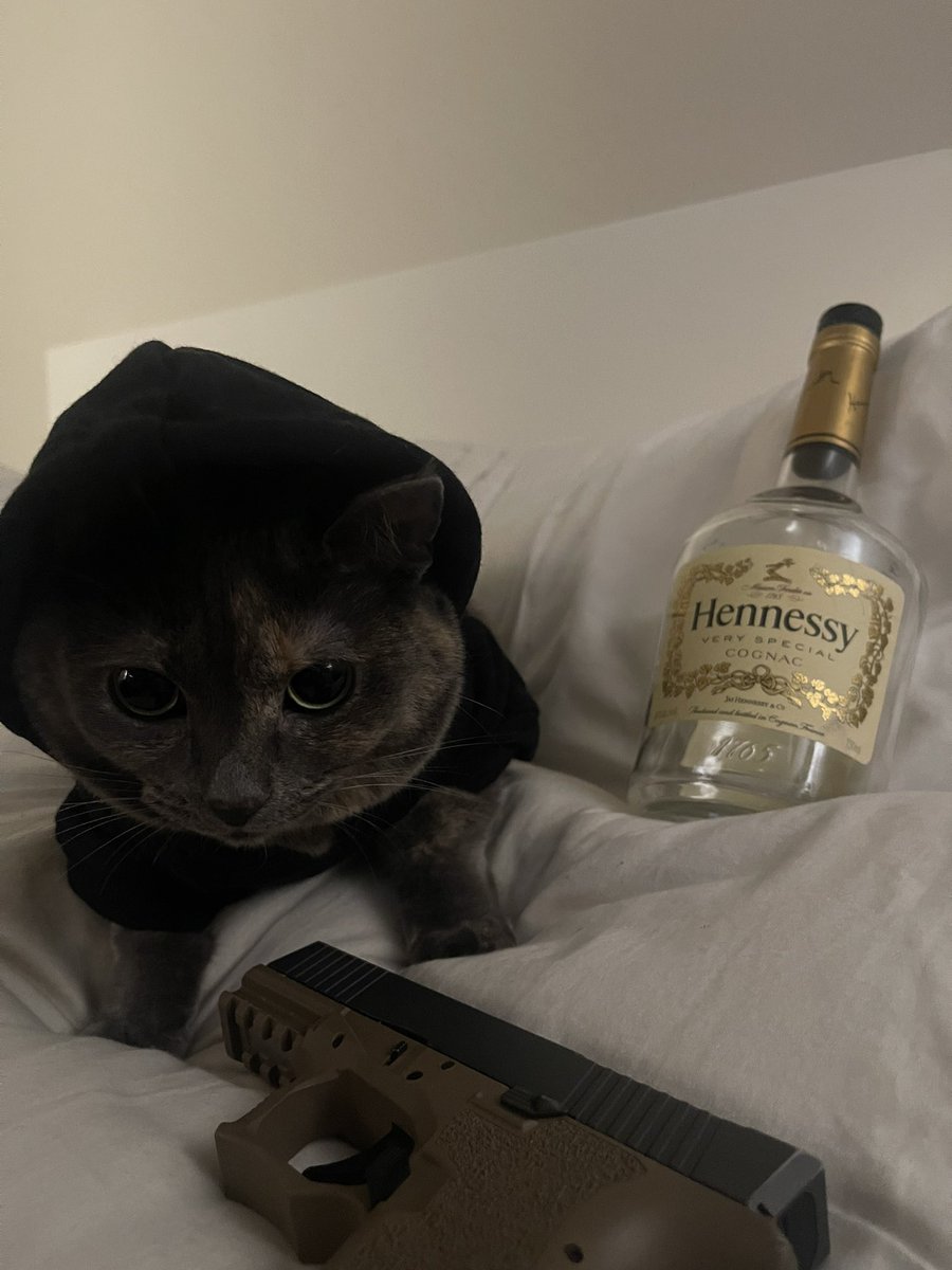 vanniduh's tweet photo. cat w the gat https://t.co/N0cLYPgnEc