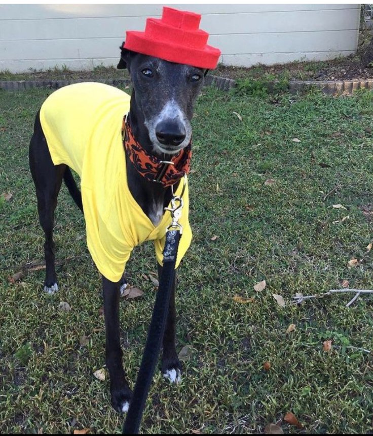 2pawsUp_HTX's tweet image. WhipItWednesday #WhippetWednesday is about #Whippet #Dogs which are a #Sighthound breed that descended from Greyhounds, today they resemble smaller #Greyhounds. Whippets also participate in #dogsports such as #lurecoursing , #agility , #dockdiving and #flyballdogs #dockdivingdogs