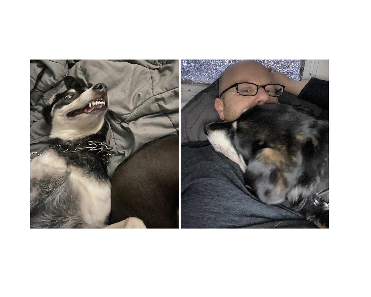 EdmondsImport's tweet image. Just a reminder, February 20th is Love Your Pet Day. Don't tell my fur babies but they are going to get a chicken dinner. You can see how Lewis acts before and after a chicken dinner 🤣