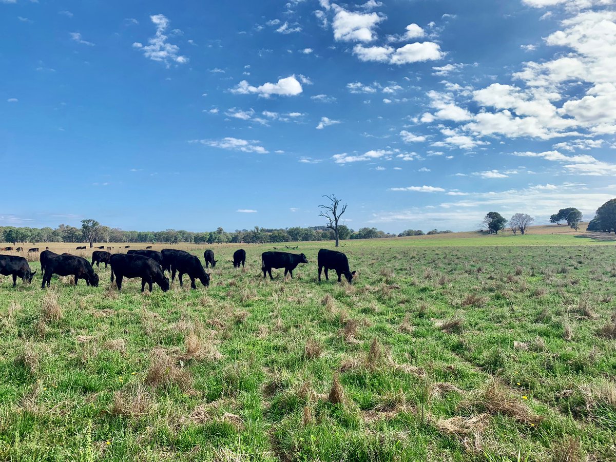 A bit of unexpected summer growth for the young heifer weaners #sadiehappywithit