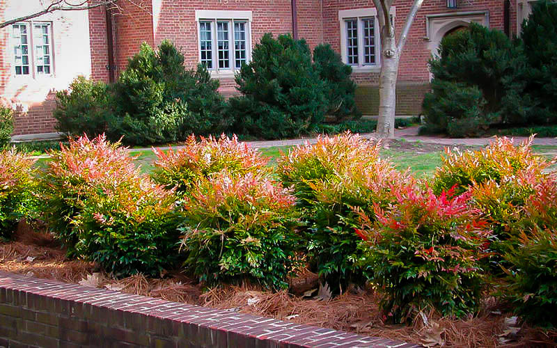 320SilverLake's tweet photo. Compliment those large leaf evergreen plants in your landscape with the texture and stream of colors from this nandina!. #leaves #plants #landscape #stream #colors #largeleaf https://t.co/Qqc1tXJFAC https://t.co/n5kLHDwIxY