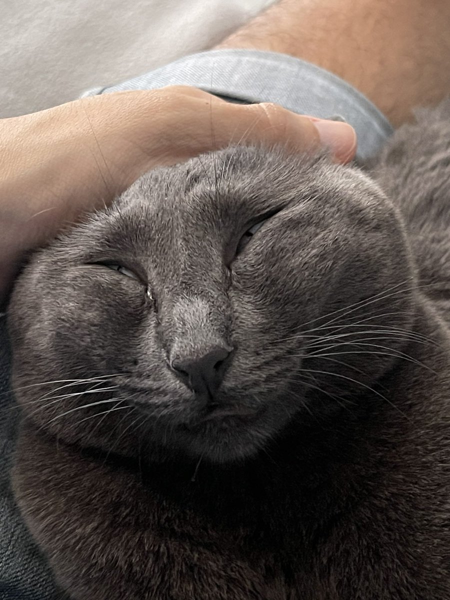 CatsHeld tweet picture