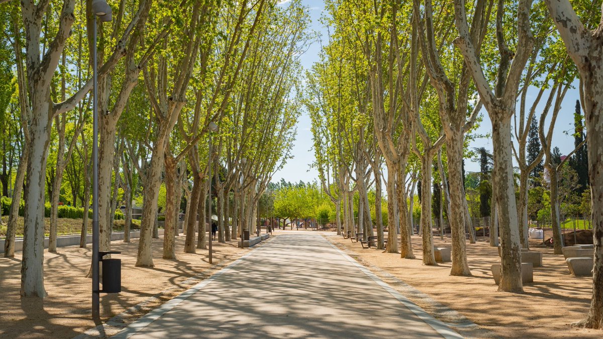 D.E.P., tardaremos 20-30 años en volver a recuperar este arbolado,  
<a href="/RamonLopez_G/">Ramón López 🏳️‍🌈🔻</a> 
<a href="/MasArganzuela/">Más Madrid | Arganzuela</a>