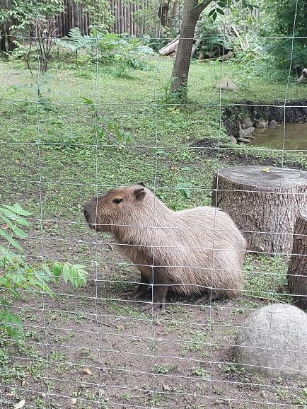 AlexFaktor1's tweet photo. @Beaverffs Моя подруга 🤩, вона трішкі йобнута, тому сидить за гратами https://t.co/YOBczoFZcP