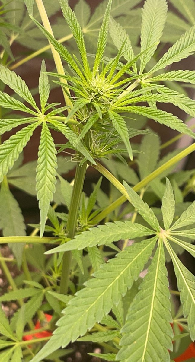 damon_whitford's tweet photo. Look at my Freakshow x Lemon Kush from @irvineseedco sheโs lookin nice already @breeder_j @HerbToking
#cannabiscommunity #hightimes #growyourown #Mmemberville #cannabissociety #cannabisculture #commncollective #relax #kush #irvinearmy #cannafam #commOG @MarsHydroLight https://t.co/GtFz88hGFi