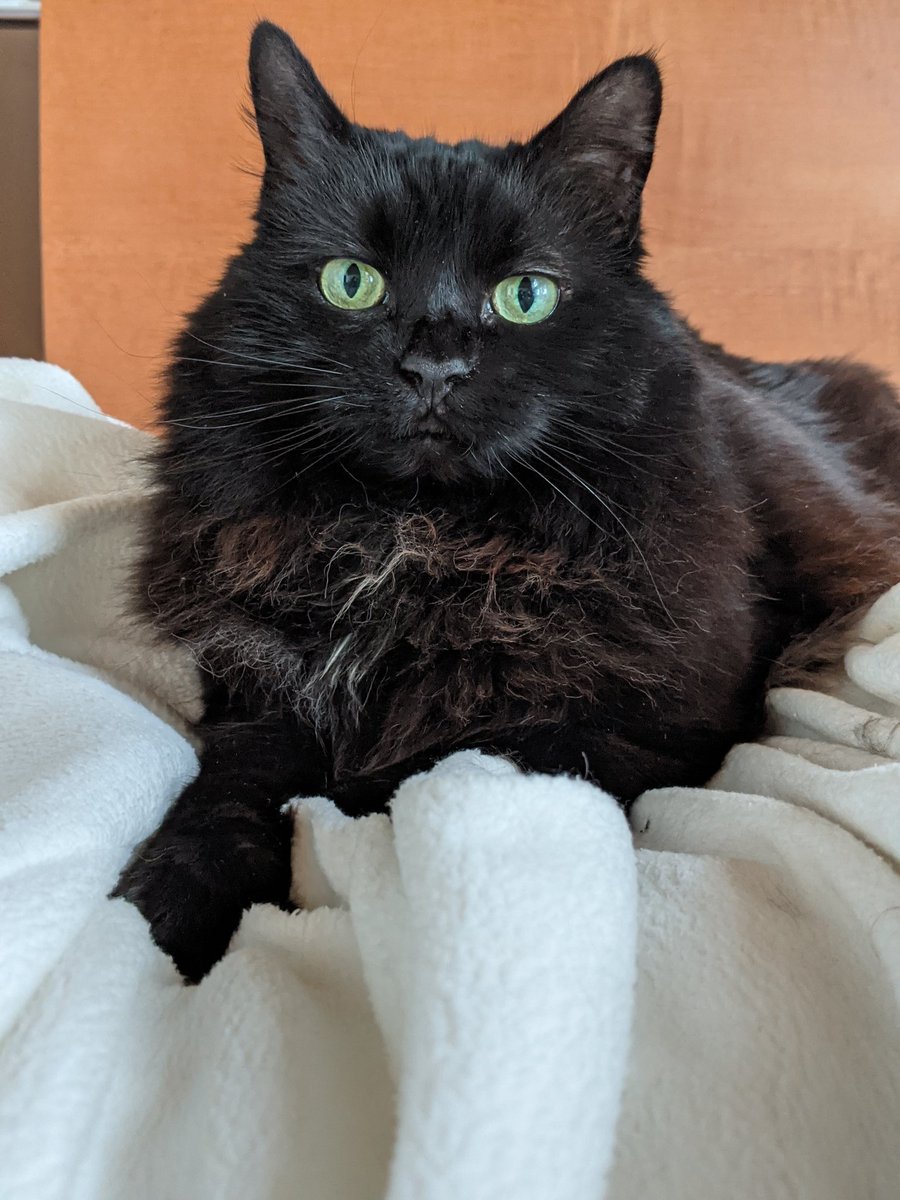 M🐈‍⬛🐈🐈‍⬛with one 'l' on Twitter "My BabyCat Luvs to snuggle into my