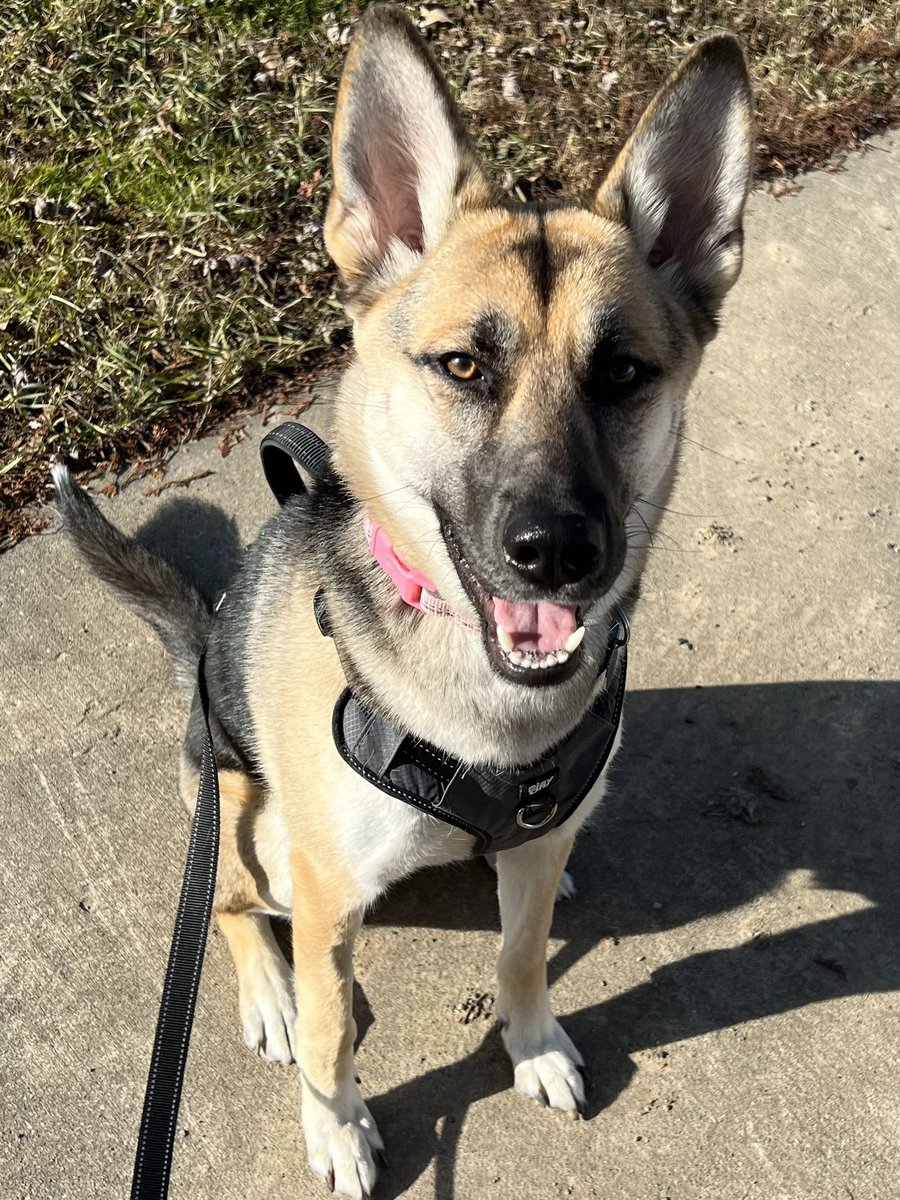 mama_day's tweet photo. @WNEPKurtAaron Hi Kurt! This is my walking buddy! Her name is Skye! https://t.co/u7jPKtVoUs