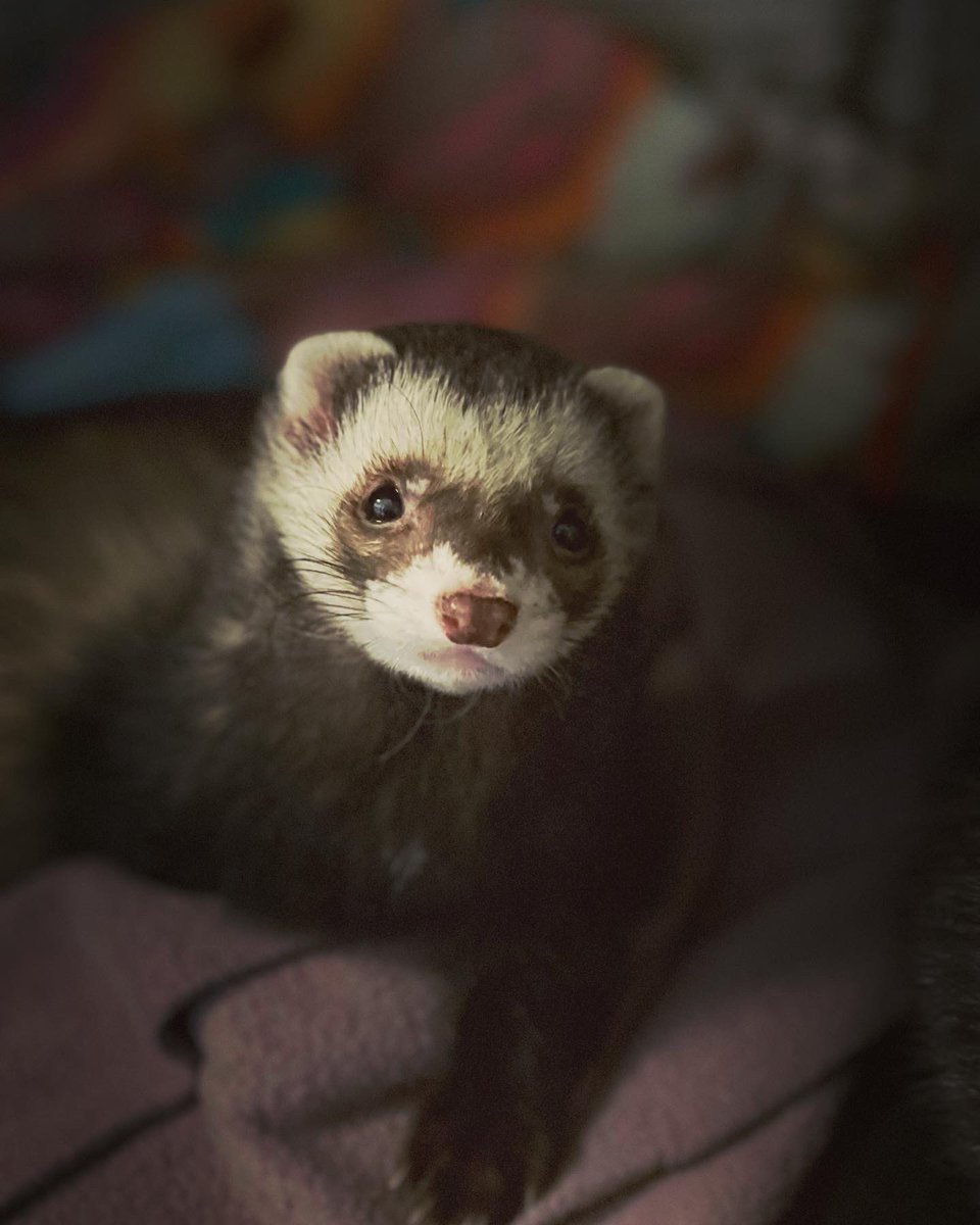 jazmmineTV's tweet photo. Afternoon fuzz weasel photo shoot!
#fuzzweasels #catsnake #ferrets #playtime #furmom https://t.co/Jk7rVj9DpG