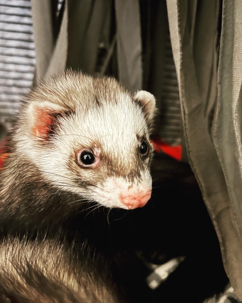 jazmmineTV's tweet photo. Afternoon fuzz weasel photo shoot!
#fuzzweasels #catsnake #ferrets #playtime #furmom https://t.co/Jk7rVj9DpG