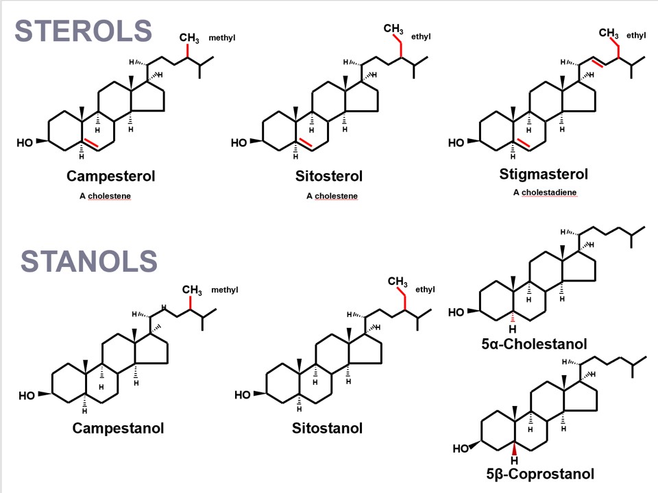 Drlipid's tweet photo. If sterols cannot be measured but a genetic analysis can and it shows LOF SNPs of ABCG5/G8 one should not recommend phytosterol supplements. If neither testing can be done just avoid phytosterol supplements. There are better ways to reduce apoB including phytostanols https://t.co/dgEqqO335K