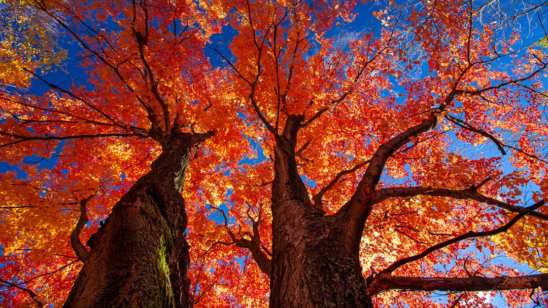 Just look at these 2 maple trees, their vivid red leaves contrasting perfectly with the clear blue sky. #mapletrees #fallcolors #redleaves #bluesky 💙#seasonalviews #sunlightonleaves👀⛅️#naturelovers #beautyofnature #fallvibes🍁#seasonschange✨#outdooradventures🗻#treepicsdaily😊