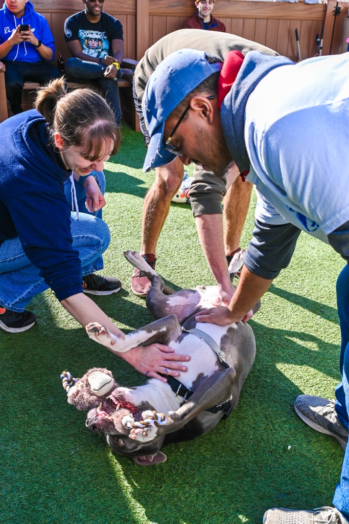 Our friends from @Boeing volunteered at #spcaLASouthBay. ! They sanded and painted the cattery shelves and ramps, and spent time with Piglet (pic), Mr. Charlie, Wally (pic), and Zima.

Thank you, Boeing employees!!

#spcaLAdonate #Since1877 #FriendsforLife #spcaLA