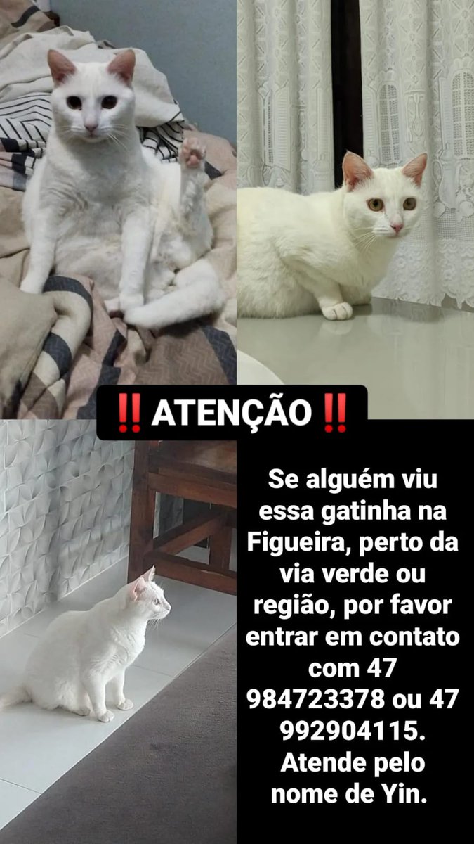peixaozinho's tweet photo. oi gente, se alguem viu uma gatinha assim, um pouco arisca, na figueira próximo a via verde, por favor me manda uma msg. Ela atende pelo nome de Yin https://t.co/5DCk0IvrOO