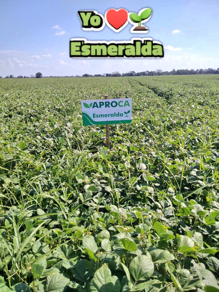 agriculgada's tweet photo. Cuando te dicen! Bueno es que #Venezuela no saca #mungbean de buen tamaño! Bueno pues te lo tenemos! 4.5 mm up... La idea nunca es rendirse! La idea siempre es ser mejor! Venezuela lo tiene todo, #Premium #exporters #Aproca #Turen https://t.co/2wfBGt8CDL