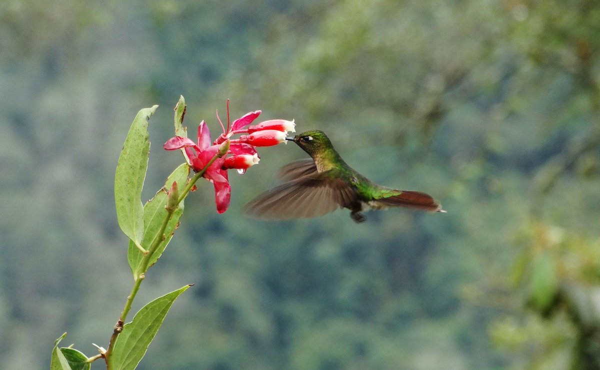 <a href="/InformaCosmos/">Informa Cosmos</a> En Ecuador, cada vez más, su hábitat está siendo invadida por mineras y plantaciones de productos agrícolas ajenas a sus territorio. 
Estas fotos las tomé en un  bosque nativo a 3000 msnm