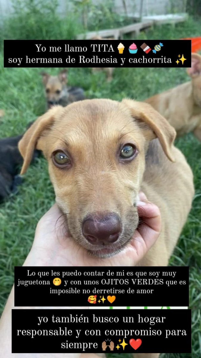 VirGrognoletti's tweet photo. Hola!!! Me ayudan con un rt así encontramos casitas para estas bebés? 🫶🏼 https://t.co/5ec1nv7fRy