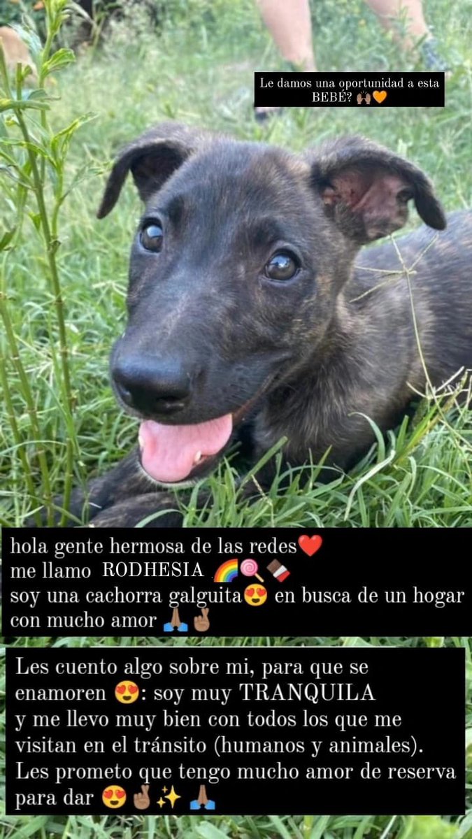 VirGrognoletti's tweet photo. Hola!!! Me ayudan con un rt así encontramos casitas para estas bebés? 🫶🏼 https://t.co/5ec1nv7fRy