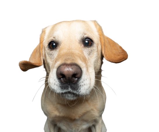 Yuki, 🦴afide tweet media