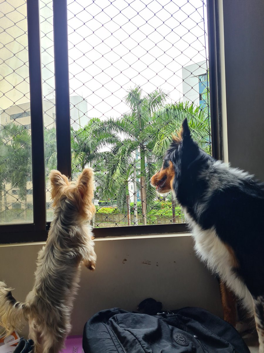 Henrizauro's tweet photo. 🐕 https://t.co/IVm9RWJWs9