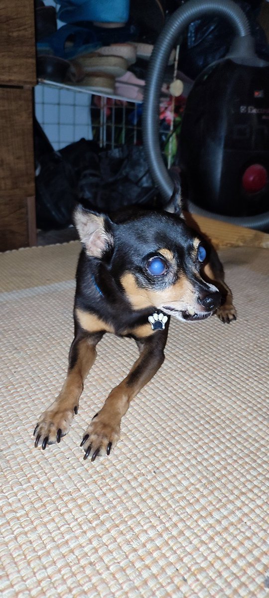 Doug0013d1's tweet photo. @juliavieyr Eu tenho um pinscher vai fazer 4 anos, adotei ele já adulto, acho que ele é um caso a parte dos pinschers, ele não morde ninguém (exceto quando tá no colo), raramente late pra outros cachorros, mas já espantou um chow Chow do vizinho, além disso ele adora carinho + https://t.co/6xKyoZa6rD