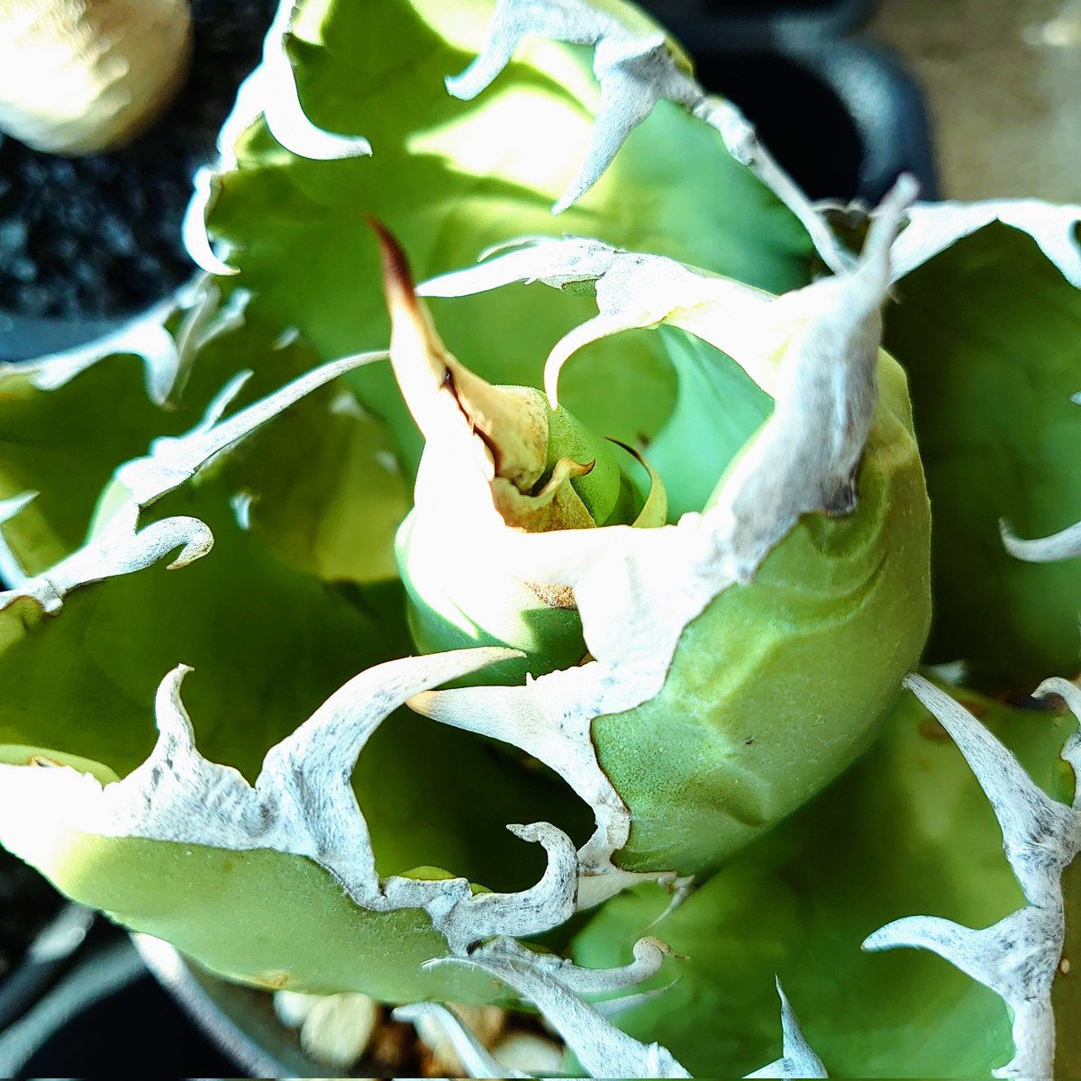 Hazukana_Artsy's tweet photo. これは好き！
Agave oteroi de Oaxaca🪴
かなり元気に育ってます

#Agave #オテロイ #オアハカ #アガベ #チタノタ #多肉植物 #Oaxaca #plants #titanota #観葉植物 #pop https://t.co/nqEIjO4mNI