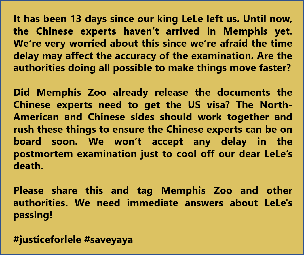 PandaVoicesOrg's tweet photo. It's been 13 days since our king LeLe left us. Until now, the Chinese experts haven’t arrived in @MemphisZoo yet, and we're worried! We need immediate answers about LeLe's passing! #justiceforlele #saveyaya @AmbQinGang @SpoxCHNinUS @ChineseEmbinUS @MFA_China @SpokespersonCHN https://t.co/kiW1mOFUiz