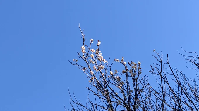 庭の梅と黄梅が咲いてた。 