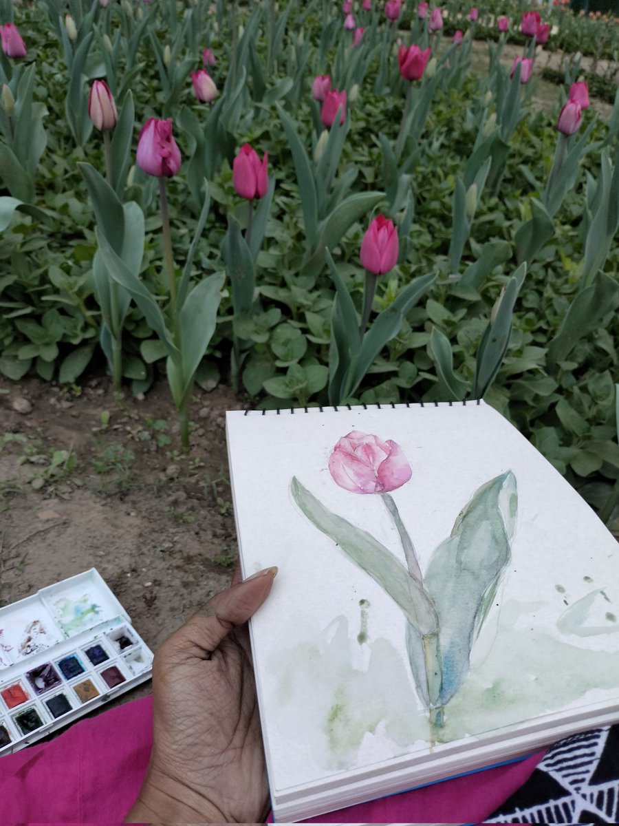 Tulip fever in Delhi.
Happy Valentine's day everyone

#tulipfever #ValentinesDay #indiaves #TwitterNatureCommunity #flowersinbloom #urbansketching