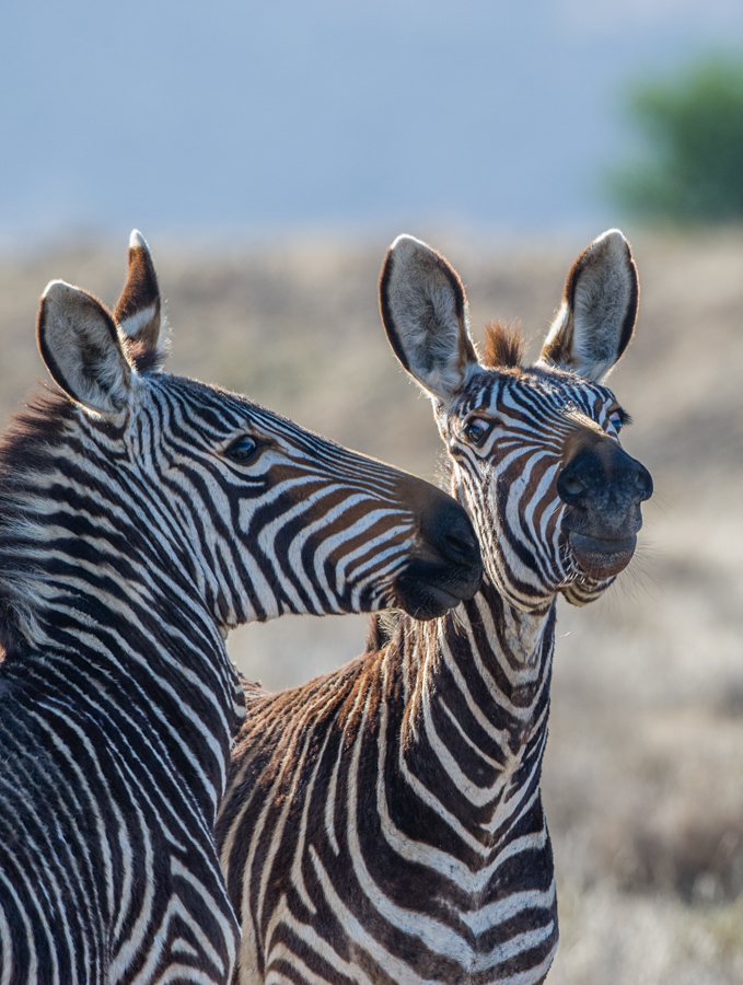 SANParksMZNP's tweet image. Him: "Hey, do you wanna be my Valentine?"  She clearly didn't see that coming... #happyvalentinesday from all our #zebbies at #MountainZebraNationalPark ❤️ #LiveYourWild @SANParks