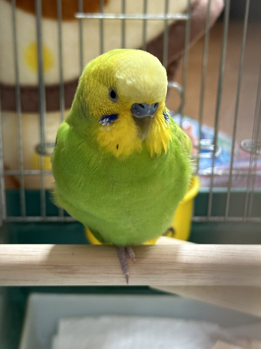 横手市で保護されたセキセイインコちゃん、飼い主様が見つかりました🕊️
いいね・RT等での拡散にご協力くださりありがとうございました。
 #セキセイインコ迷子 #秋田県 #横手市