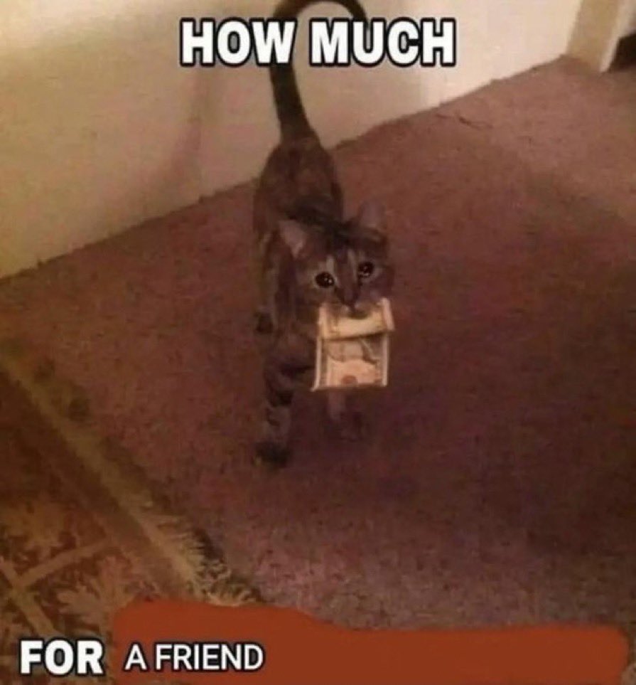 LiterallyMeCats (@literallymecats) on Twitter photo 