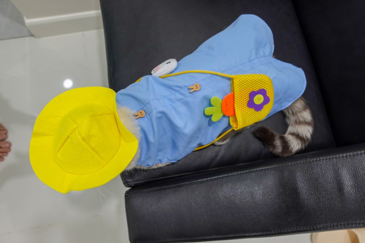 VIF_FC's tweet image. แจกความน่ารักเพิ่มเติม
#อาซาร์แมวเซา #Hazardisacat