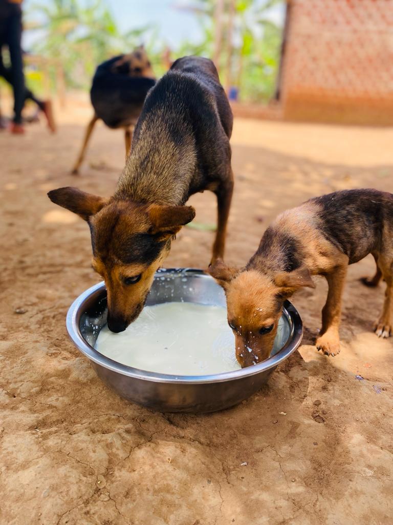 combined dog rescue tweet media