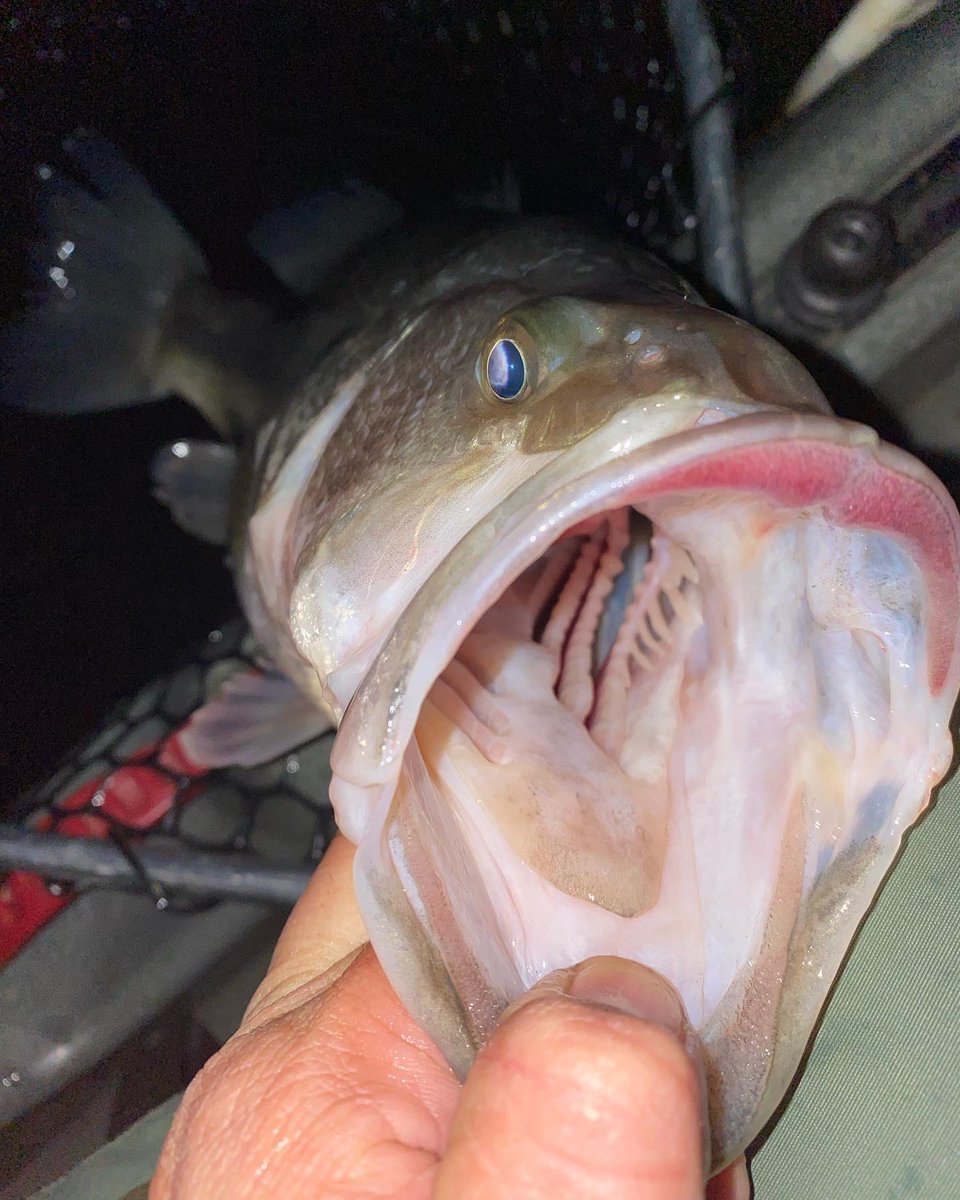 Nauti_Fish's tweet photo. Some Virginia Winter bassfishing.
Kayak - #Crescent #LTUltraLite

#NautiFish 

https://t.co/57QG7WyqoZ

#bassfishing #night #fishing #kayak #ValentinesDay https://t.co/yBctVFbEe2