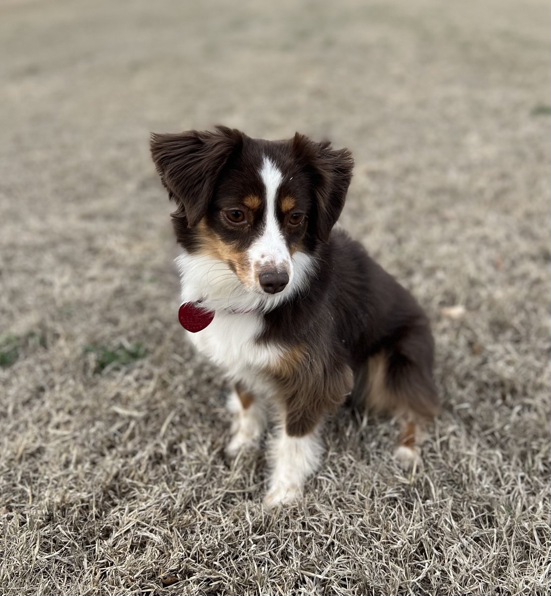 krezae's tweet image. Girls just want to have fun! 🐾🐾
#aussiedogs 
#toyaustralianshepherd 
#australianshepherd #redtriaussie