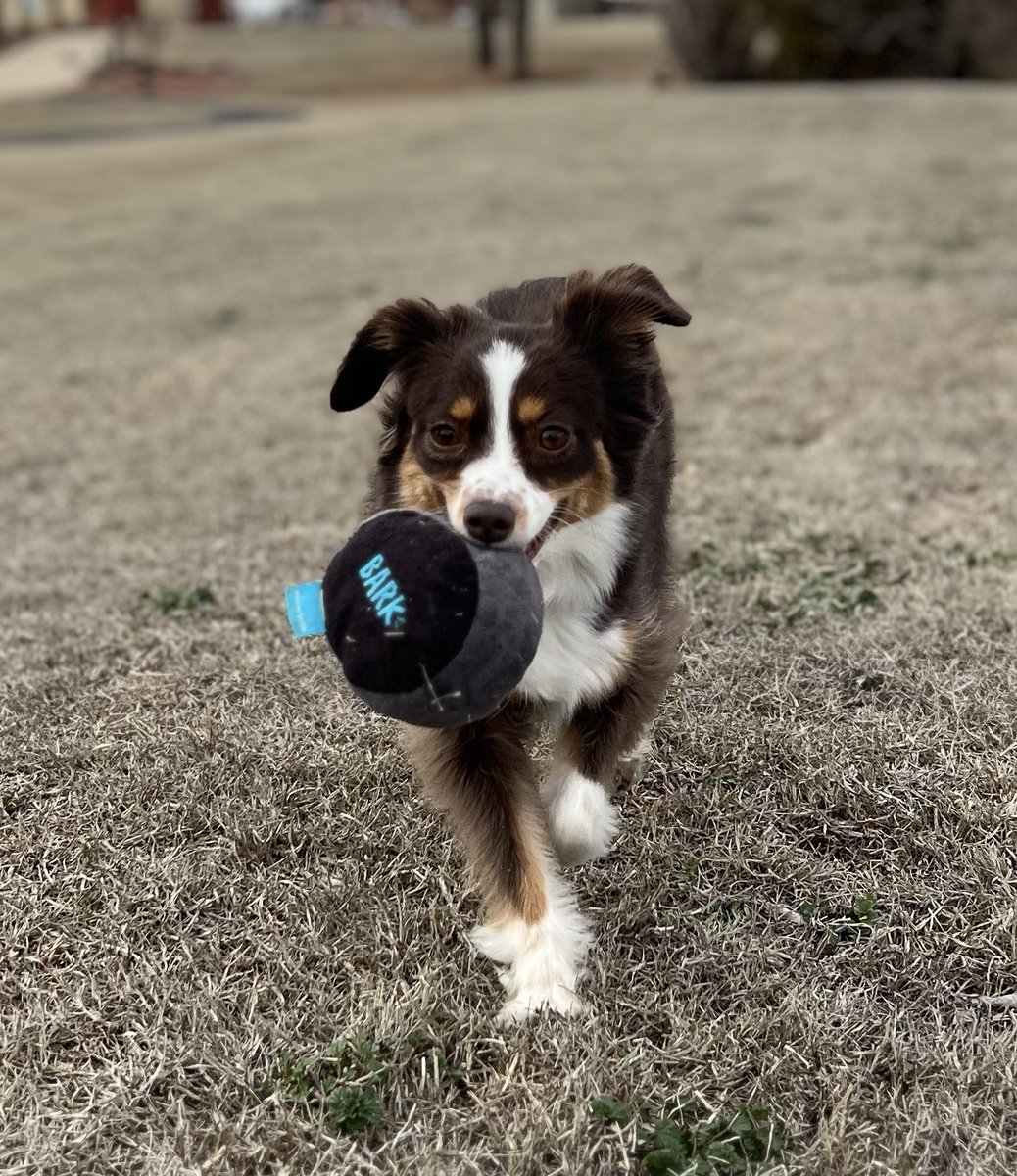 krezae's tweet image. Girls just want to have fun! 🐾🐾
#aussiedogs 
#toyaustralianshepherd 
#australianshepherd #redtriaussie