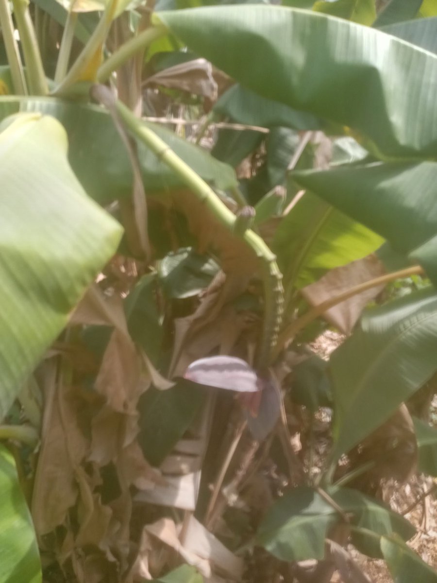 IsnerPierre's tweet image. 