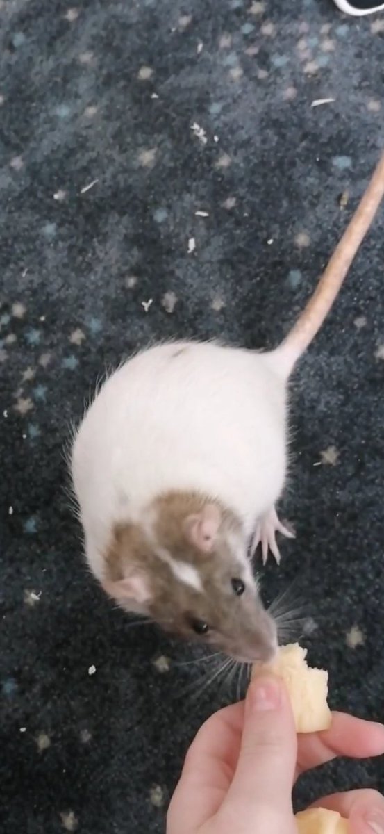 RatSlaylie's tweet photo. @DemolitionRats Matching your name https://t.co/ntmB60nBcx