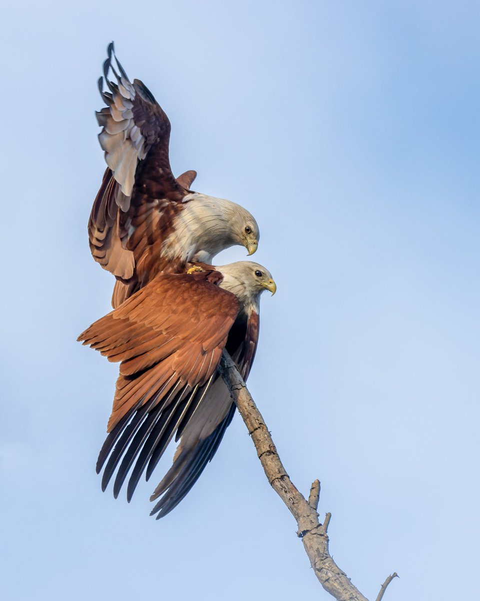 Make love not war 💘🪖 Happy #ValentinesDay world! #indiAves #ValentinesWeek #brahminykite #natgeoindia #BBCWildlifePOTD #capturedoncanon #birdphotography #BirdsSeenIn2023